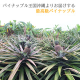 沖縄産ゴールドバレル 1玉 約1kg 送料無料｜高級パイナップル お取り寄せ