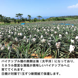 沖縄産ゴールドバレル 1玉 約1kg 送料無料｜高級パイナップル お取り寄せ