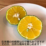 沖縄産みかんカーブチー 10kg入 送料無料旬の沖縄おきなわフルーツ(果物)