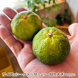 沖縄産みかんカーブチー 10kg入 送料無料旬の沖縄おきなわフルーツ(果物)