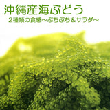 選べる！海ぶどう（ぷちぷち40g/ぷちシャキ30g）沖縄産 海ぶどう 海藻 3袋以上の購入で1袋サービス メール便(ネコポス) 送料無料 クビレヅタ：海水入り 海ブドウ グリーンキャビア(海葡萄) 沖縄土産 おつまみ プチギフト うみぶどう