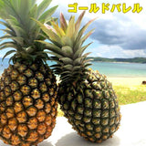 絶品パイナップル沖縄産ゴールドバレル 絶品パイナップル沖縄産ゴールドバレル 絶品パイナップル沖縄産ゴールドバレル
