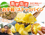 スナックパイン 沖縄産 パイナップル 約5.0kg<BR><BR>自社管理農園から直送<BR>沖縄産フルーツ  通販 自宅用 ギフト パインアップル ボゴールパイン ポコットパイン 季節限定 旬 果物 高級フルーツ