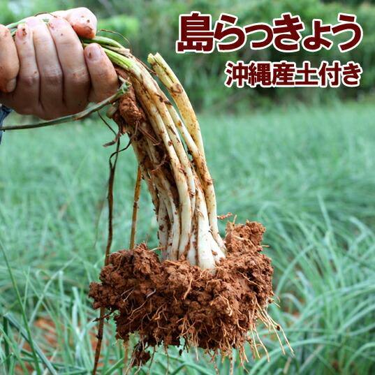 島らっきょう – 長浜商店